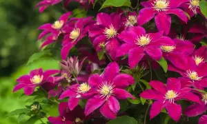 Fiori di clematide viola intenso, perfetti come fiori da seminare a giugno per un'esplosione di colore estivo.