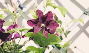 Fiori di clematide viola intenso, con boccioli e foglie verdi, si arrampicano su un traliccio bianco.