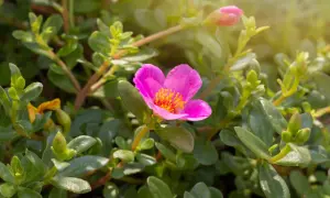Un fiore di portulaca in vaso sul balcone, con petali rosa vivaci e centro giallo, circondato da foglie verdi succulente.