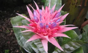 Aechmea pianta: fiore rosa acceso con boccioli viola. Cura facile per questa pianta tropicale.