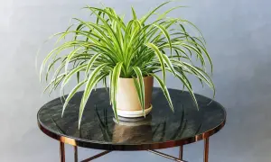 Un Chlorophytum comosum, noto anche come pianta ragno, con lunghe foglie verdi e bianche ricade da un vaso beige su un tavolino rotondo.