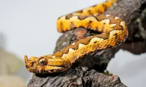 Serpente color oro con squame a rombi, testa con cornetto e occhio penetrante, appollaiata su un ramo. Un vero trifoglio velenoso.