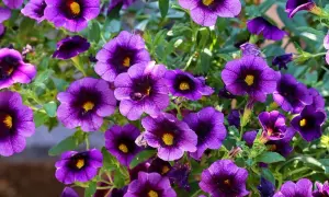 Fiori viola intenso, perfetti per creare un angolo fiorito e colorato. Queste piante da terrazzo resistenti fioriscono abbondantemente.