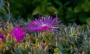 Fiori viola vibranti su una mesembriantemo pianta succulenta.