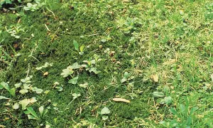 Muschio e piccole erbe infestanti nel prato, un esempio per capire come eliminare le erbe infestanti dal prato in modo naturale.