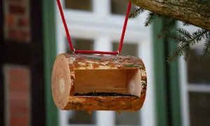 Mangiatoia per uccelli fai da te, un tronco scavato con semi, appeso a un ramo con corda rossa.