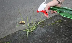 Mano con spruzzino bianco e rosso e bottiglia verde per eliminare erbacce con candeggina.