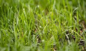 Erba verde e rigogliosa, un dettaglio delle prime fasi crescita prato.