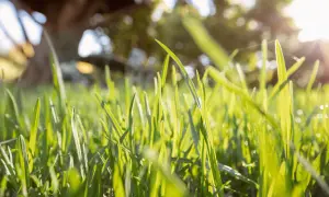 Erba verde brillante di poa pratensis illuminata dal sole, con un albero sfocato sullo sfondo.