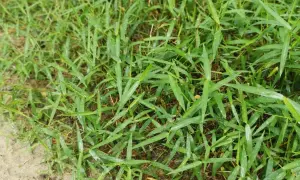 Erba verde e fitta, con foglie lunghe e appuntite, che aiuta a capire la differenza tra gramigna e gramignone.