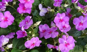Fiori viola vivaci, con petali vellutati e un cuore fucsia, continuano la loro fioritura a settembre, illuminando il giardino con colori accesi.