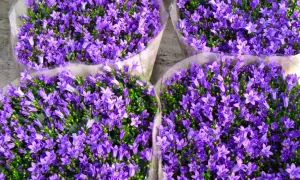 Mazzi di fiori campanelle da balcone, un tripudio di viola intenso, perfetti per colorare ogni davanzale.