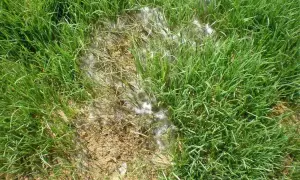Macchie bianche e lanuginose sul prato, segno di un attacco di Pythium. L'erba circostante è sana e verde.