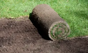 Rotolo di prato pronto per essere posato su terreno smosso. Forse gli insetti che fanno buchi nel terreno sono stati disturbati.