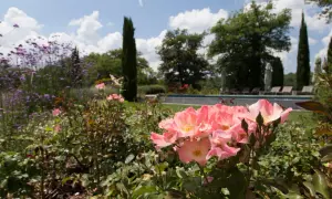 Un giardino fiorito con rose rosa in primo piano, ideale per capire come disporre le rose in giardino. Sullo sfondo, una piscina e alberi.