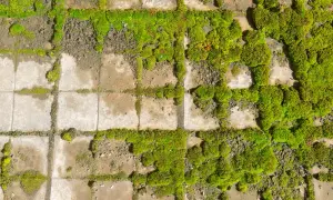 Muschio verde e rigoglioso cresce tra le fughe di piastrelle consumate. Un rimedio naturale come il bicarbonato contro muschio potrebbe essere la soluzione per ripristinare l'aspetto originale.