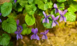 Fiori di viola mammola sbocciano tra foglie verdi, un delicato profumo primaverile.