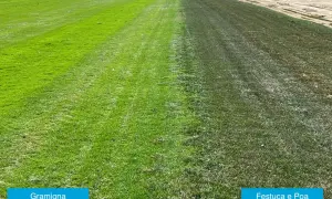 Prato diviso: a sinistra gramigna verde brillante, a destra un'area più scura con festuca e poa trivialis, forse in fase di essiccazione.