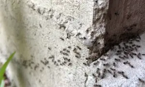 Un gruppo di formiche operaie si muove su una superficie ruvida di cemento, forse in cerca di cibo o per pianificare come uccidere formica regina.