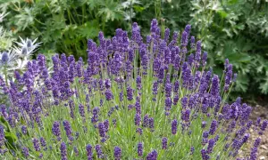 Un campo di lavanda in fiore, con i suoi profumati spighe viola che annunciano il momento ideale quando si semina la lavanda.