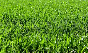Prato verde brillante, perfetto per imparare come seminare il prato e godersi la natura.