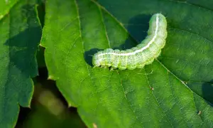 Un bruco verde, con striature bianche, si muove su una foglia verde brillante.