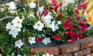 Fiori bianchi e rossi di mandevilla rampicante sbocciano rigogliosi su un muretto di mattoni, creando un angolo di giardino colorato.