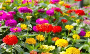 Un campo fiorito di zinnie colorate, rosse, rosa, viola e gialle. Perfette per chi vuole sapere zinnie quando seminare per un'esplosione di colore estivo.