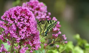 Una splendida farfalla Macaone si posa su una pianta che attira le farfalle, con i suoi fiori rosa vivaci.