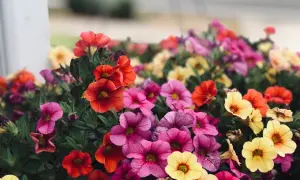 Un tripudio di fiori estivi: petunie rosa, rosse e gialle creano un tappeto colorato.