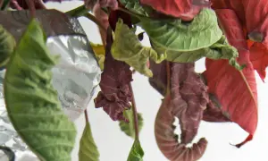 Foglie rosse e verdi accartocciate, una stella di natale sofferente che mostra i segni del tempo e della disidratazione, con riflessi metallici.