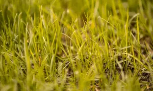 Erba giovane e verde, un invito a scoprire come rinverdire il prato per un giardino rigoglioso.