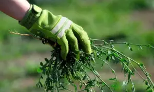 Mano con guanto verde estirpa gramigna infestante dal terreno.