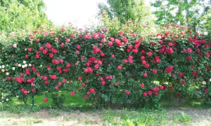 Un muro di rose rosse e rosa in piena fioritura, un bellissimo spettacolo quando si piantano le rose.