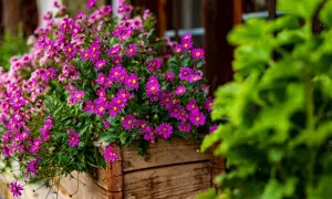 Un fiorito cesto di legno accoglie un tripudio di fiori viola, un vero fiore di maggio che annuncia la primavera.