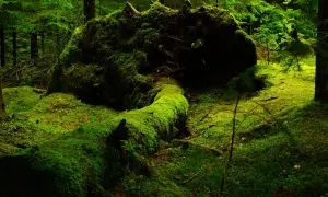 Un albero caduto, ricoperto da un soffice tappeto di muschio verde brillante, giace in una foresta lussureggiante. Il muschio crea un paesaggio quasi fiabesco.