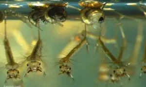 Larve di zanzara in acqua, un primo passo per capire come eliminarle.