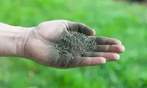Mano sporca di terra con semi per prato, pronta per sapere come riseminare il prato e farlo rinascere.