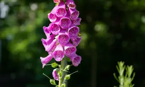 Un'ape visita un grappolo di fiori a forma di campana di una digitale, una pianta velenosa con macchie interne.