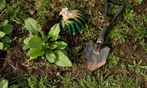 Guanti da giardinaggio e una paletta sono pronti per aiutarti a capire come eliminare le erbacce dal giardino e liberare il terreno.