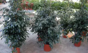 Piante in casa fanno male? Questi ficus in vaso sembrano rigogliosi, ma attenzione alle allergie.