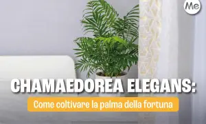 Chamaedorea elegans: consigli per la cura della palma della fortuna. Pianta da interno rigogliosa in vaso bianco.