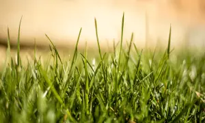 Un prato di gramigna fai da te, verde e rigoglioso, con fili d'erba che si stagliano contro uno sfondo sfocato e dorato.