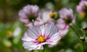 Un delicato fiore cosmos bianco e rosa con un centro giallo brillante, circondato da altri fiori sfocati e verdeggianti.