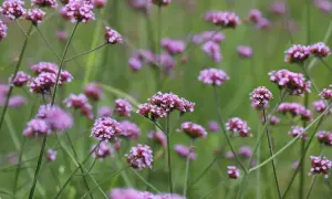 Fiori viola di piante perenni per aiuole al sole, resistenti alla poca acqua.