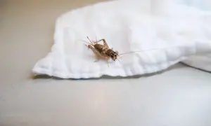 Un grillo su un panno bianco. Scopri come allontanare i grilli in modo naturale.