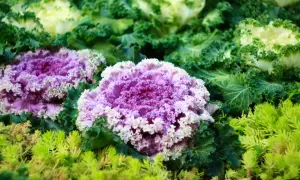 Cavolo ornamentale viola e bianco, con foglie verdi ricce e un tappeto di piccole piante verdi in primo piano.