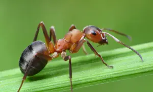 Formica rossa su filo d'erba. Impara come debellare le formiche con metodi naturali e sicuri per la tua casa.