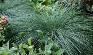 Un cespuglio di erba ornamentale bluastra, una delle piante che non necessitano di acqua, con foglie vellutate verdi in primo piano.