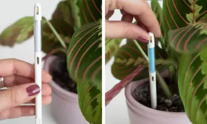 Misuratore di umidità per piante. Inserisci lo strumento nel terreno per capire come creare umidità per le piante e mantenerle sane.